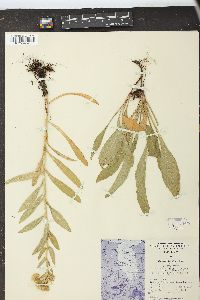 Solidago multiradiata image