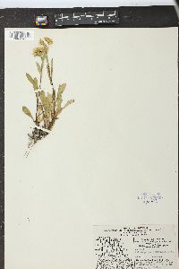 Solidago multiradiata image