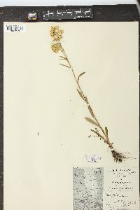 Solidago multiradiata image