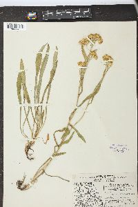 Solidago multiradiata image