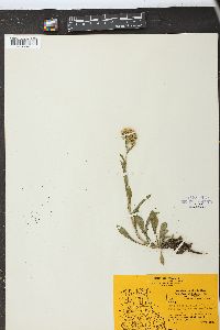 Solidago multiradiata image