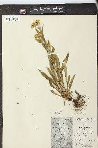 Solidago multiradiata image