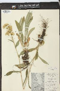 Solidago multiradiata image