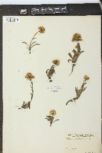 Solidago multiradiata image