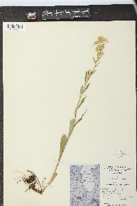 Solidago multiradiata image