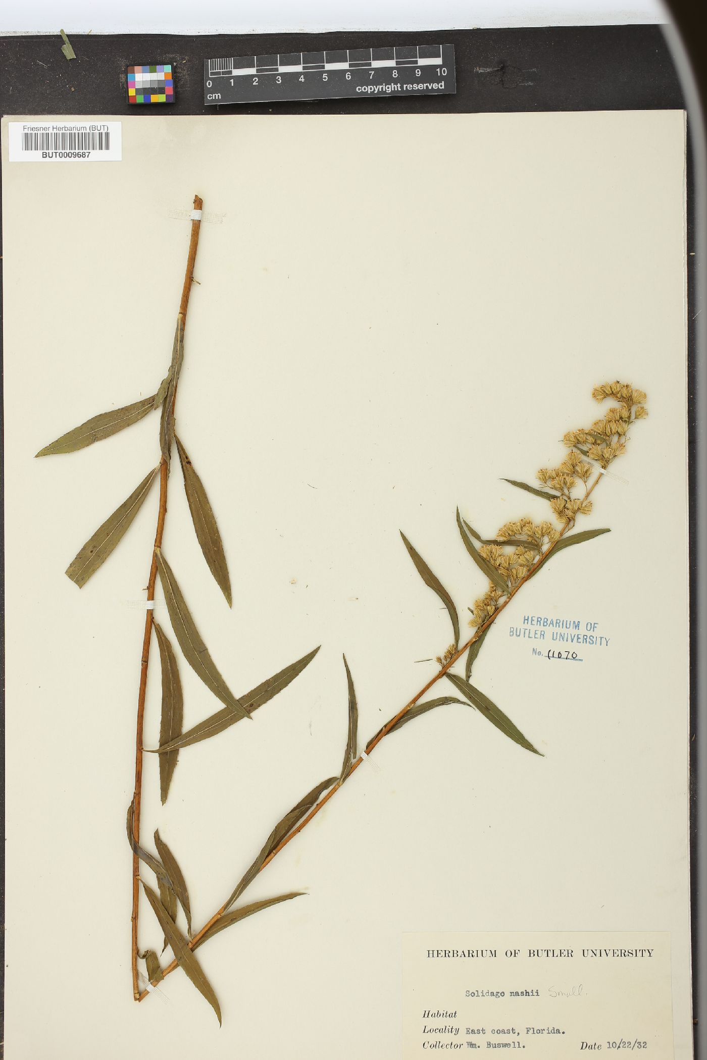 Solidago nashii image
