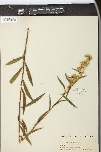 Solidago nashii image