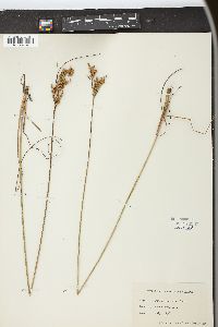 Juncus secundus image