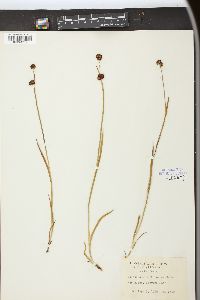 Juncus ensifolius var. montanus image