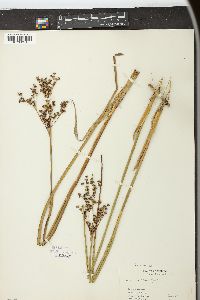 Juncus militaris image