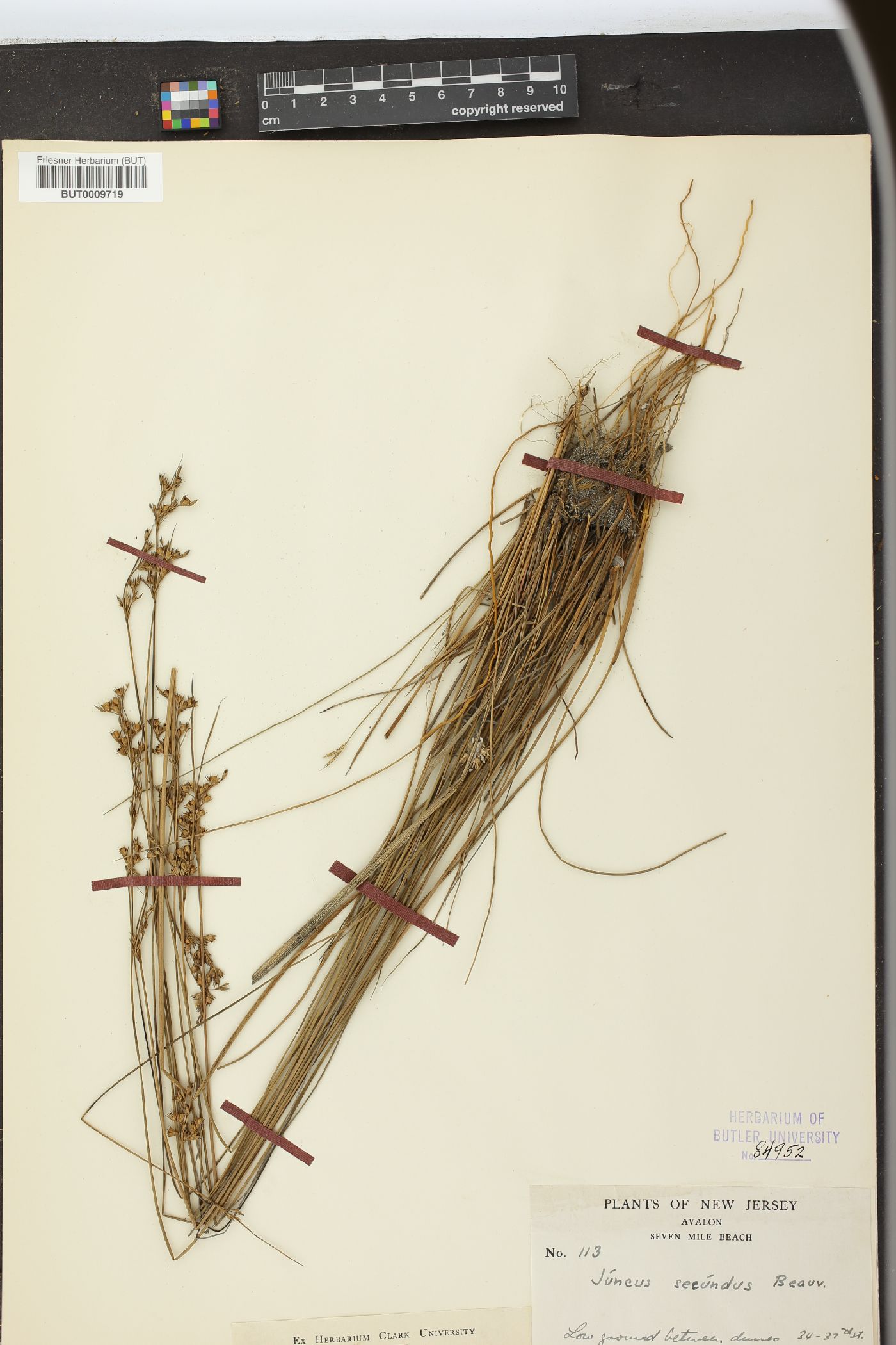 Juncus secundus image
