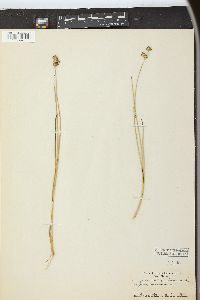 Juncus nodosus image