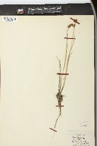 Juncus scirpoides image