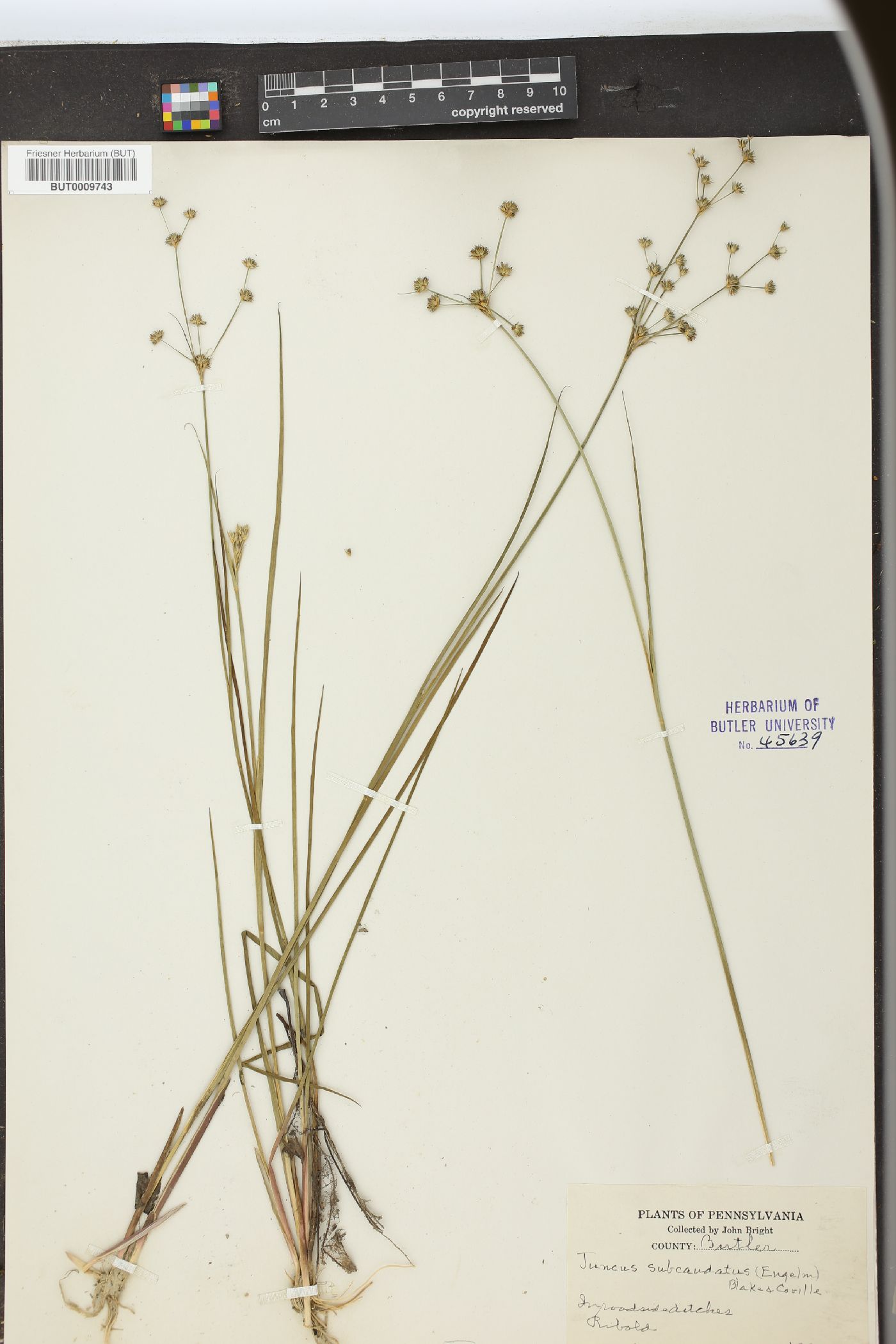 Juncus subcaudatus image