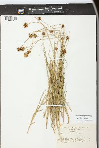 Juncus regelii image