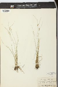 Juncus interior image