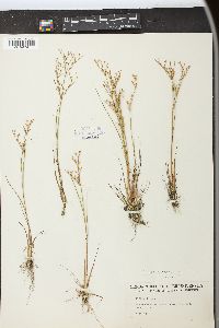 Juncus pelocarpus image