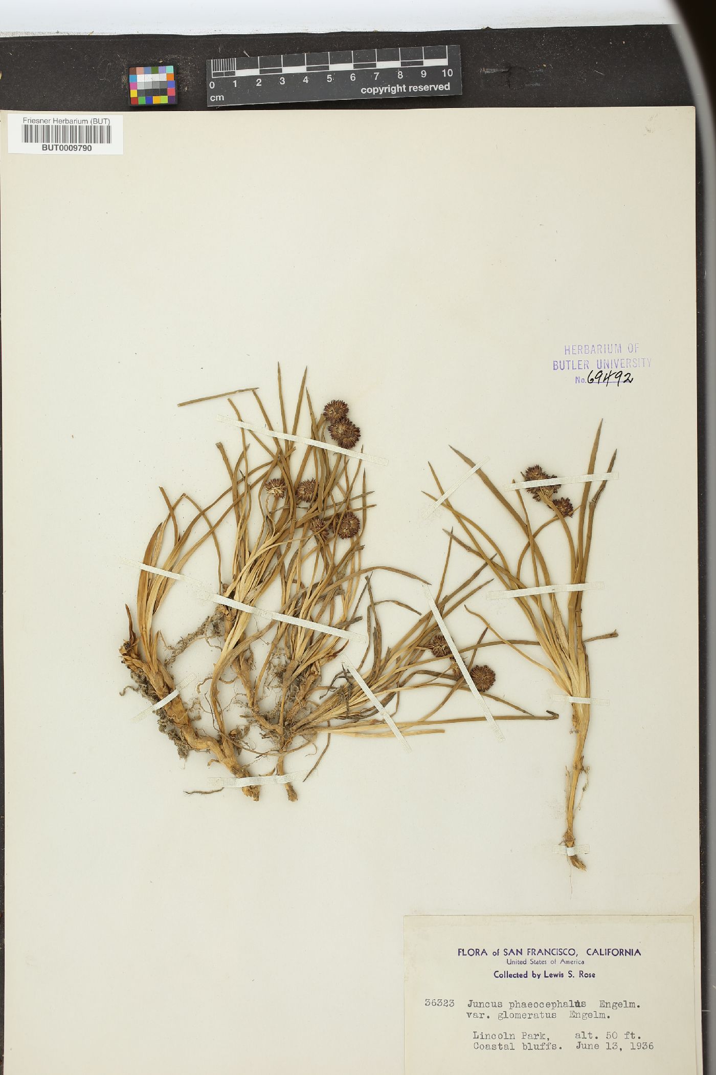 Juncus phaeocephalus var. glomeratus image