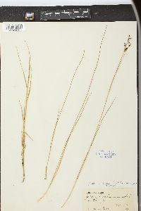 Juncus gerardii image