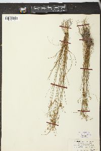 Juncus anthelatus image