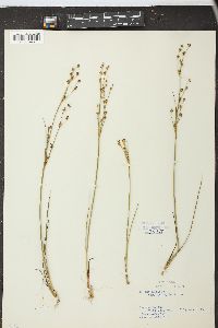 Juncus alpinoarticulatus image