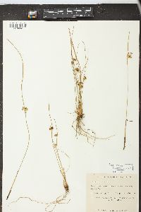 Juncus filiformis image