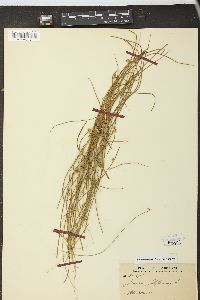 Juncus filiformis image