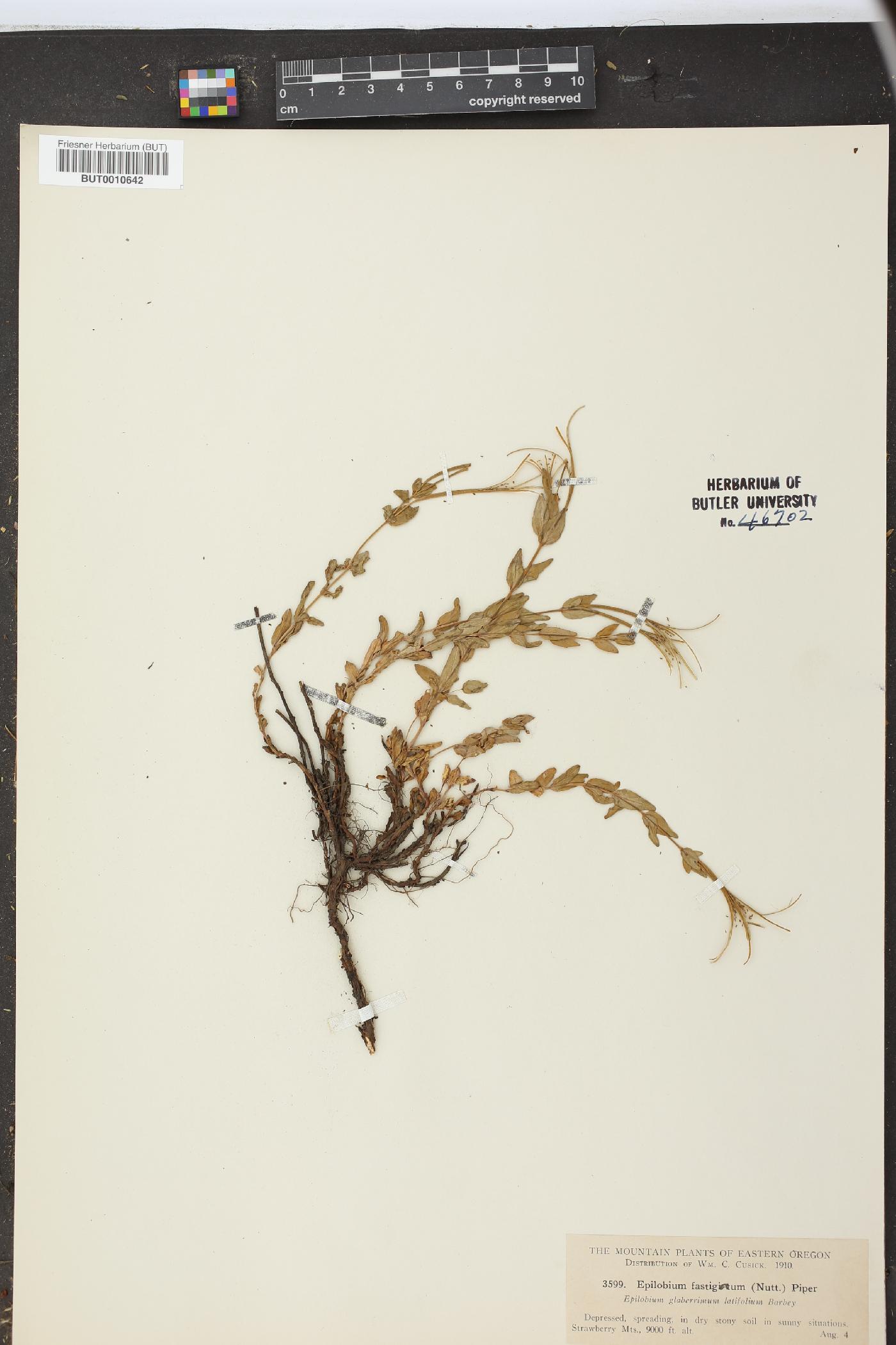 Epilobium glaberrimum var. latifolium image