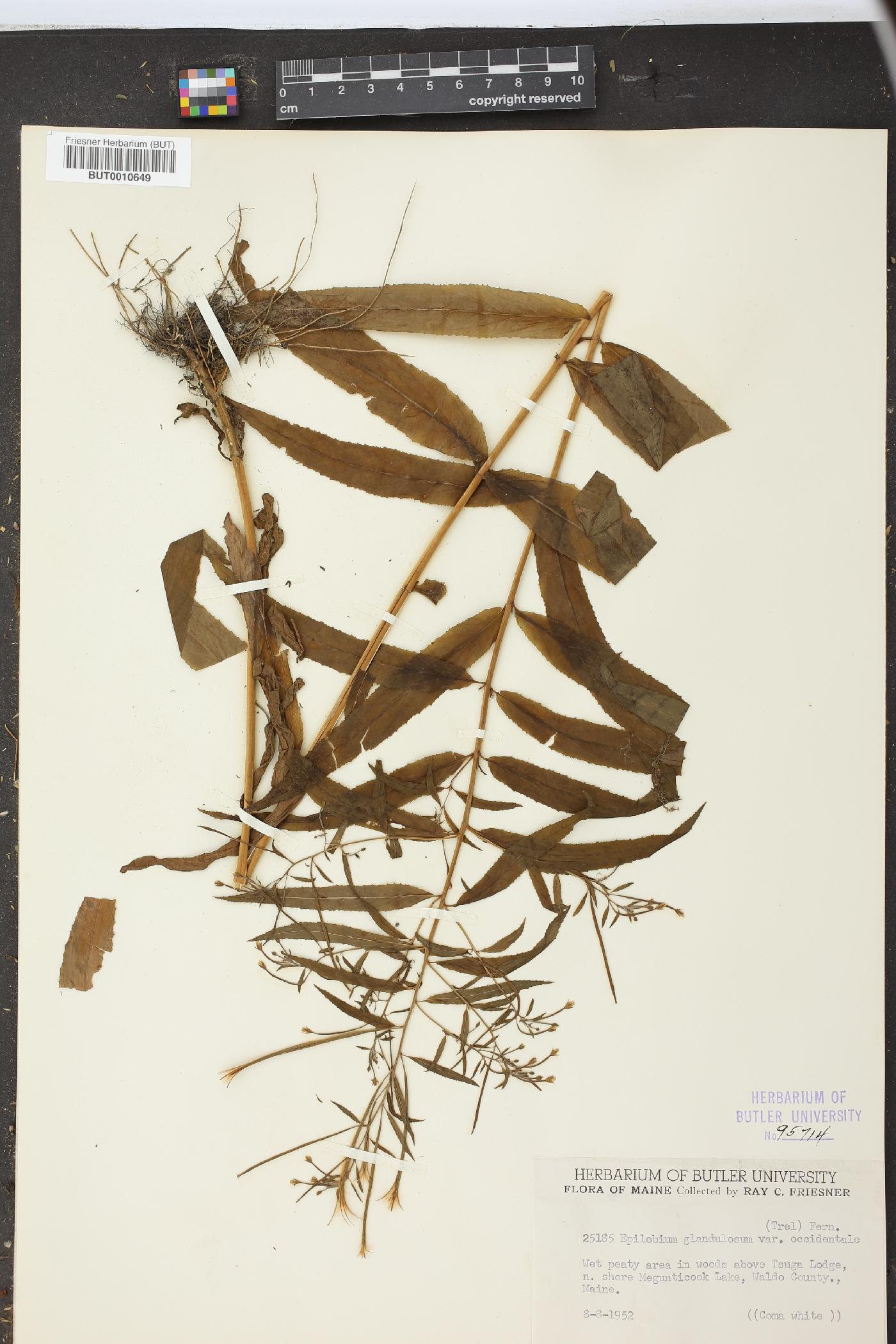 Epilobium ciliatum subsp. glandulosum image