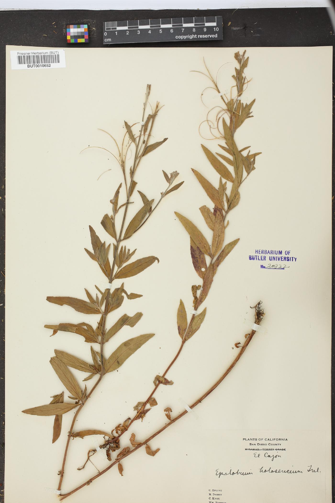 Epilobium holosericeum image