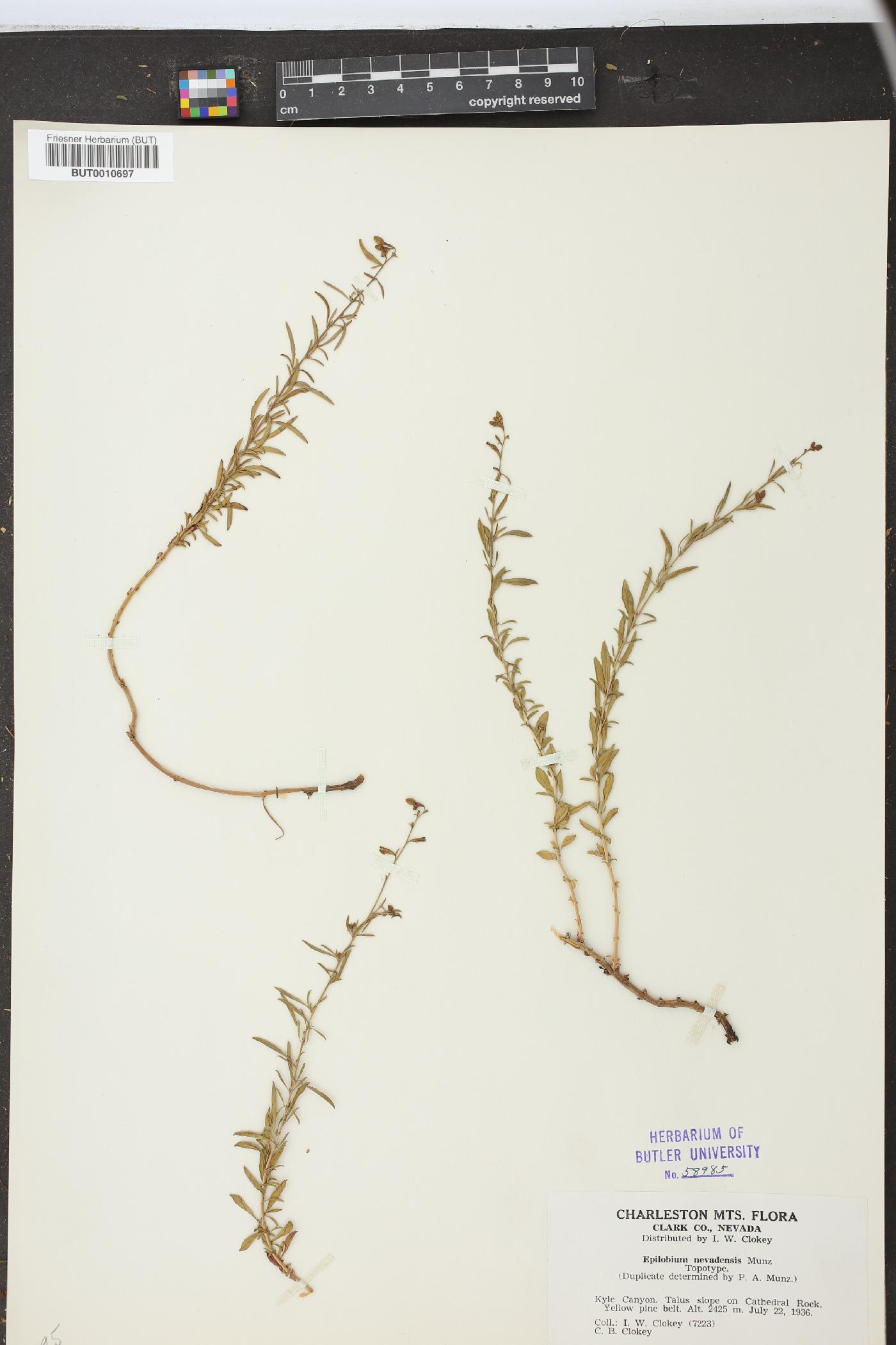 Epilobium nevadense image