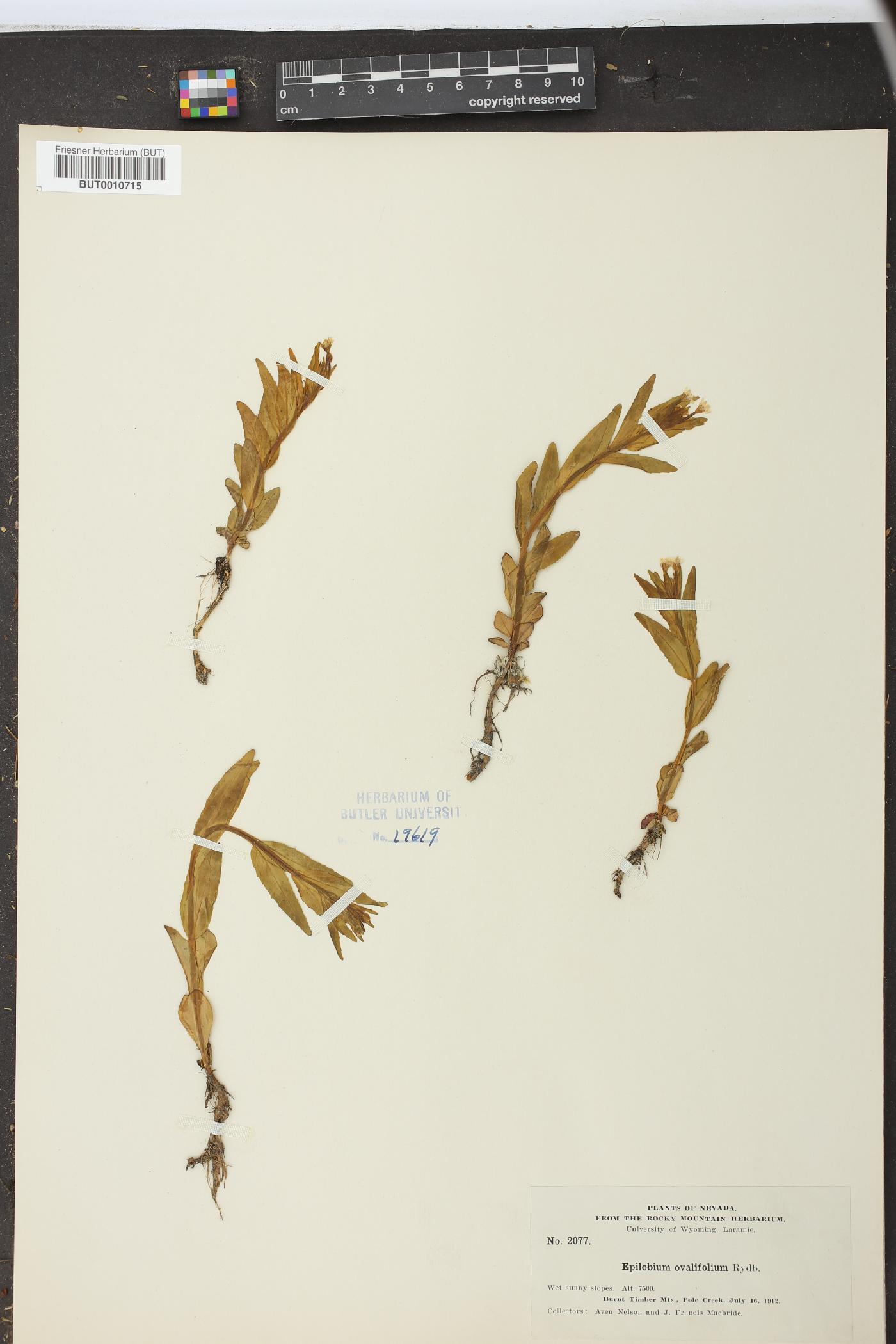 Epilobium ovatifolium image
