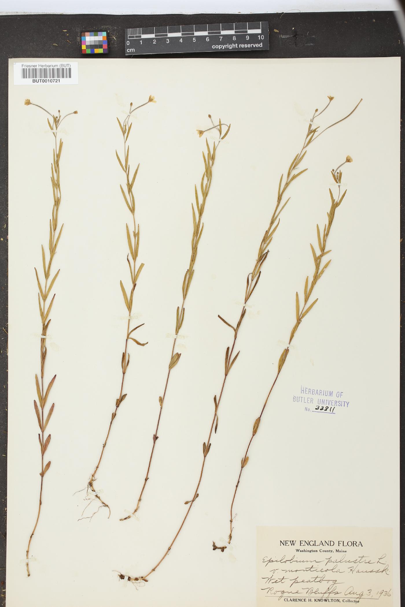 Epilobium palustre image