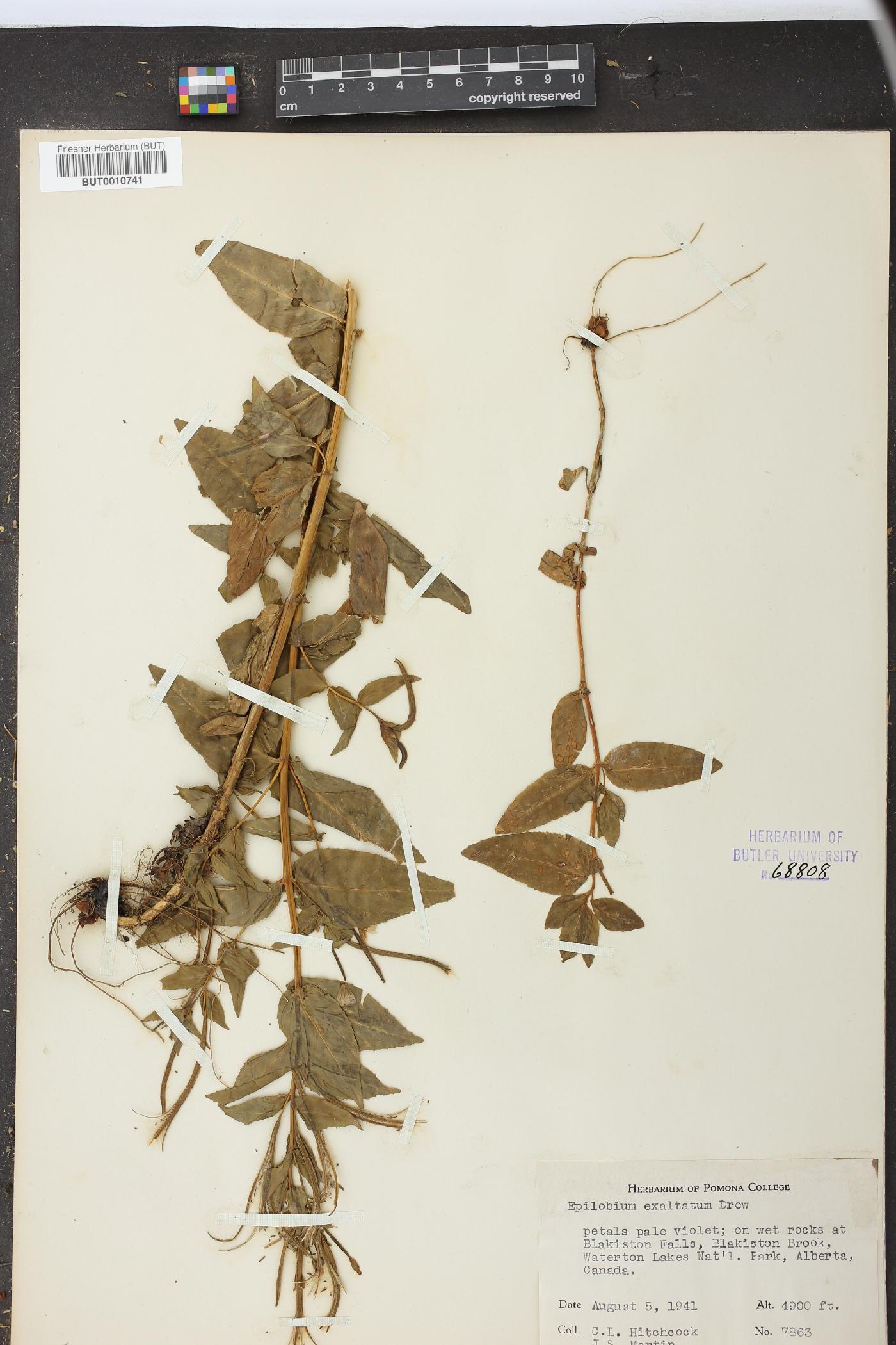 Epilobium exaltatum image