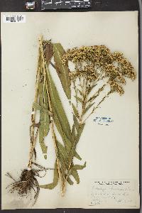 Solidago ohioensis image