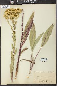 Solidago ohioensis image