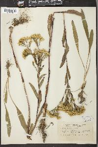 Solidago ohioensis image