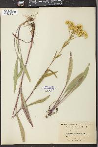 Solidago ohioensis image