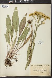 Solidago ohioensis image