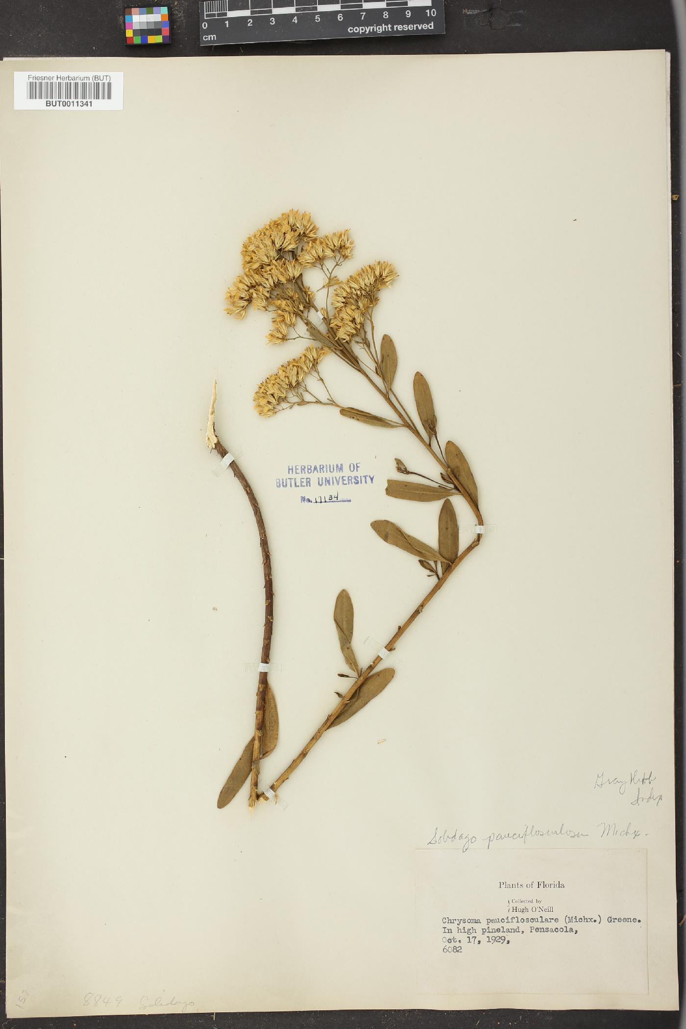 Solidago pauciflosculosa image