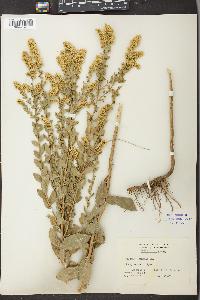 Solidago pendula image