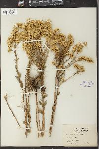 Solidago pendula image