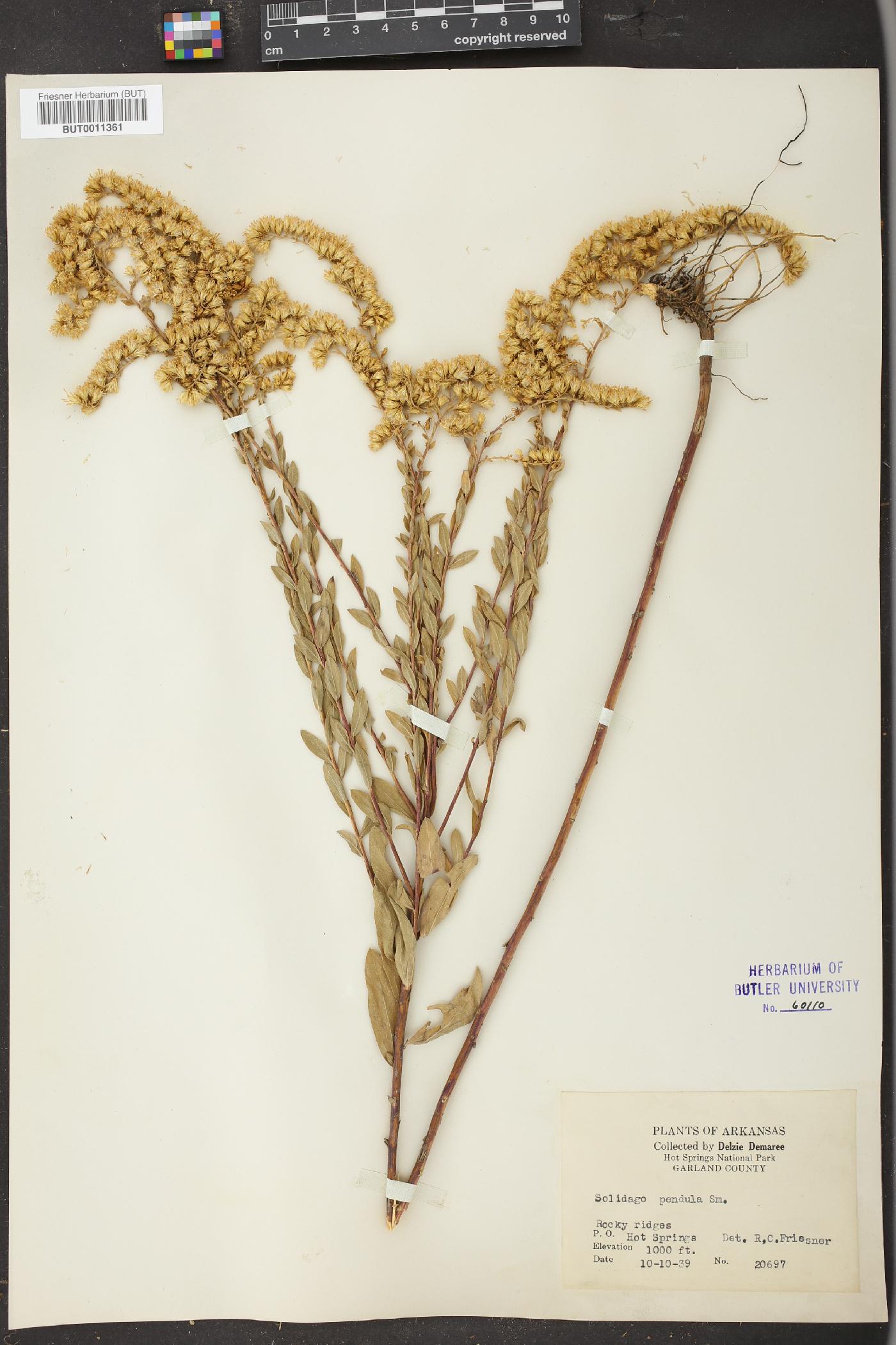 Solidago pendula image