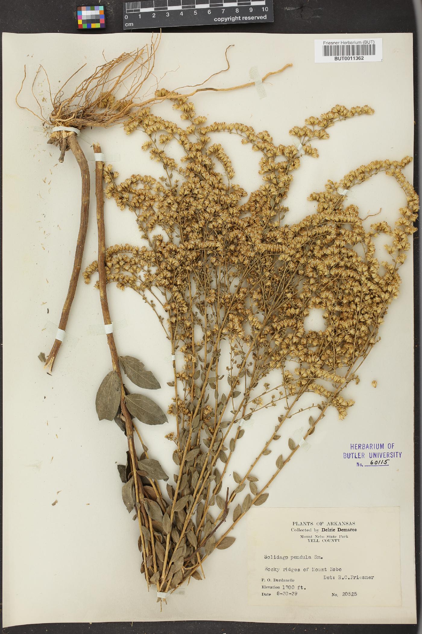 Solidago pendula image