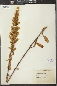 Solidago puberula image