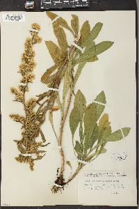 Solidago puberula image