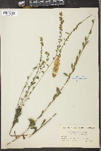 Solidago pulverulenta image