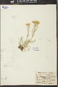 Solidago pumila image