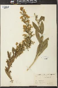 Solidago racemosa var. gillmanii image