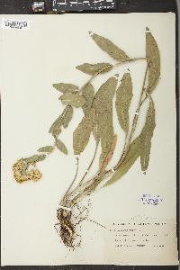 Solidago rigida image